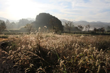 従五位菊谷光代様「秋枯れの檜隈寺への道」の写真