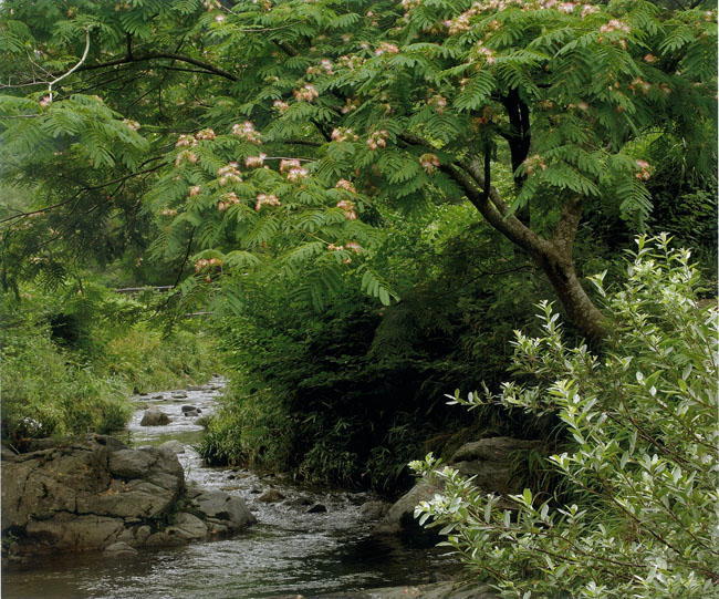 従五位山本明子様「合歓の花咲く飛鳥川」の写真