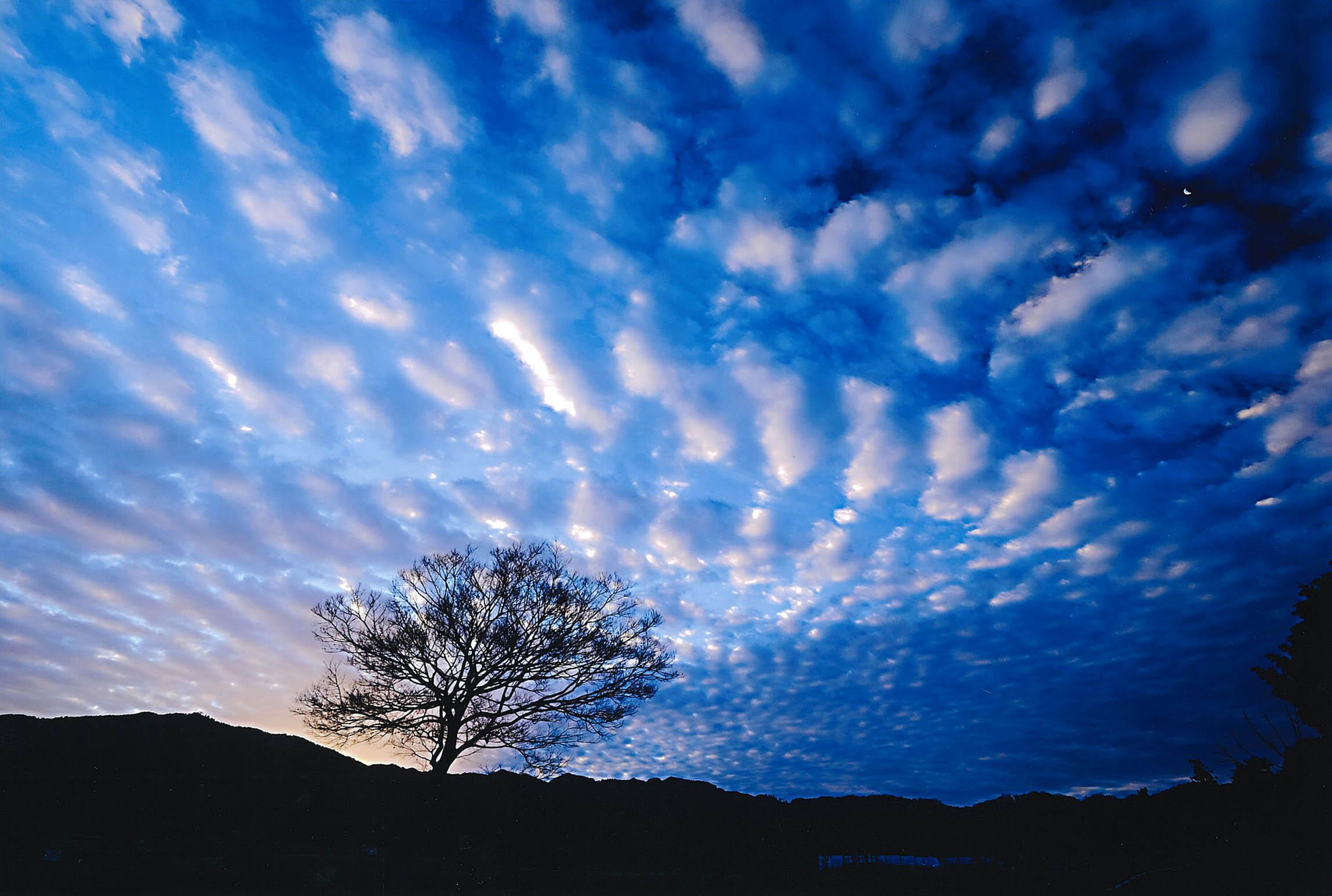 従三位辻本博幸様｢一本木と珍雲｣の写真