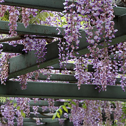 庭の紫の藤棚