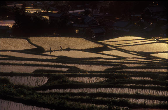 従三位　景観写真卿　北野 武夫様　　「棚田夕景」