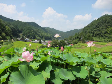 従五位岡一彦様「蓮花咲く奥飛鳥」の写真