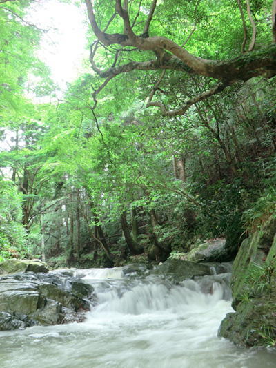 従三位田畑新二様「緑さす清流」の写真