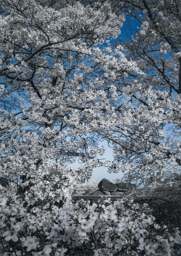正三位「古今の巨石」吉田英隆様の写真