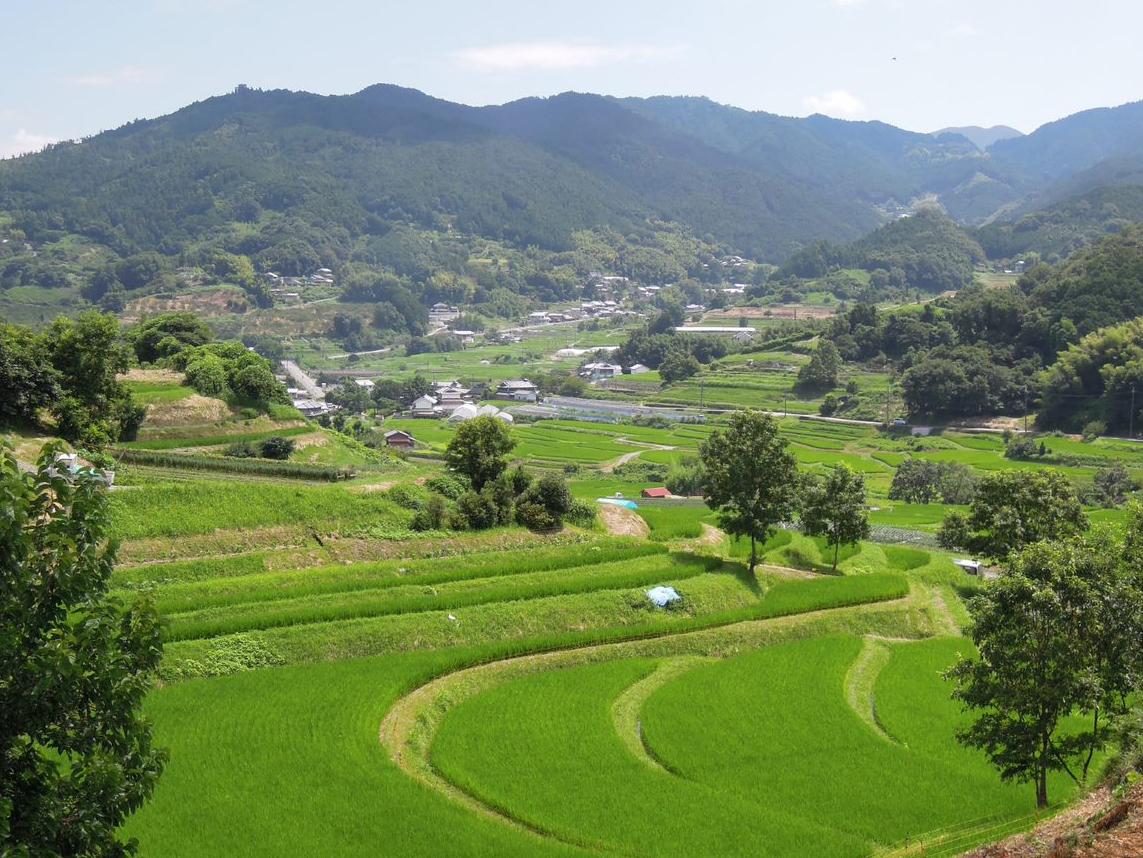 棚田の中ぽつぽつと立つ木々の画像