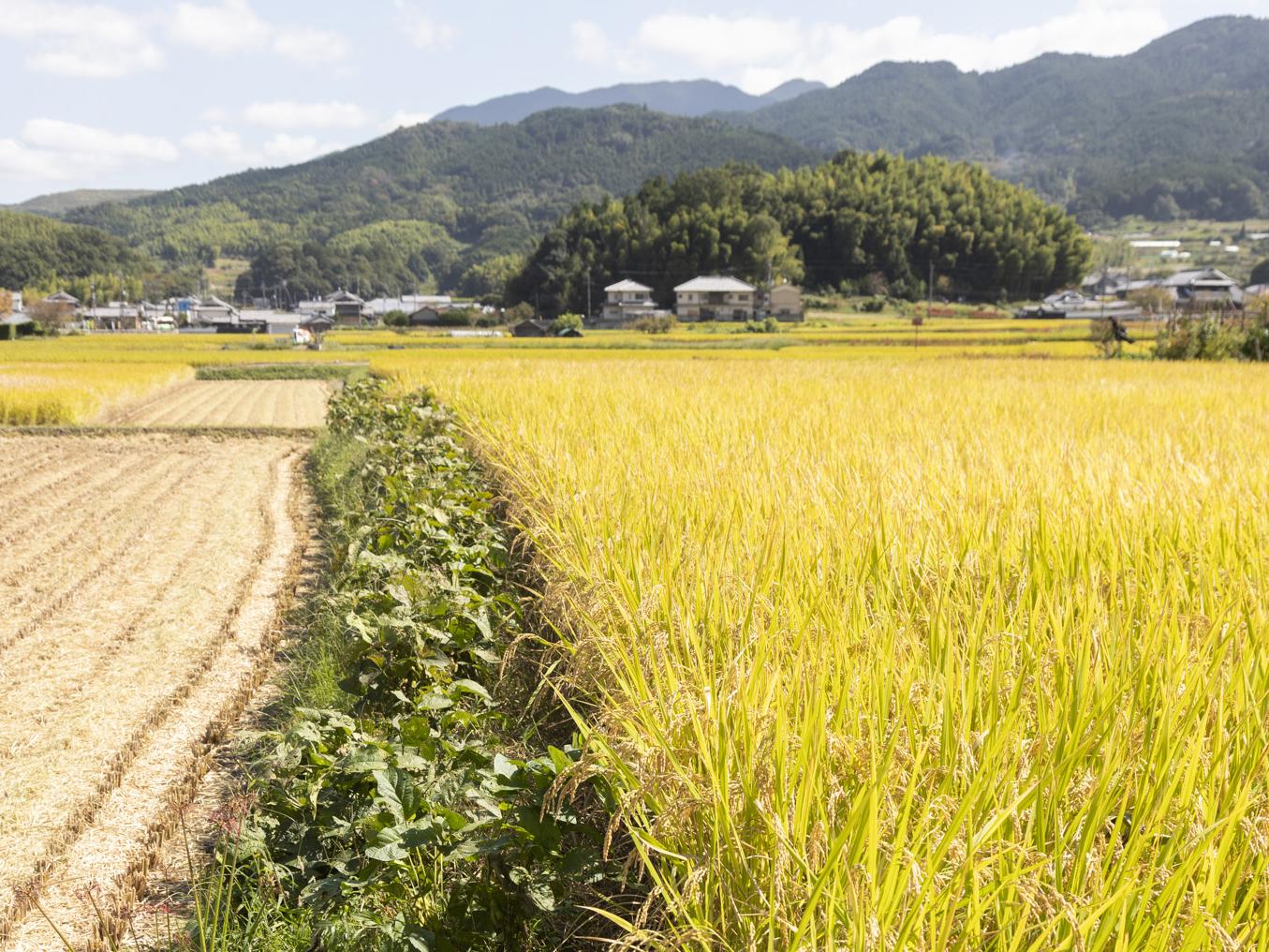 稲刈りも近い田んぼの畦にずらっと育っている畦豆