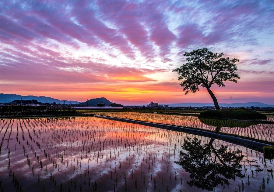 正二位「悠久」柳敏明様の写真