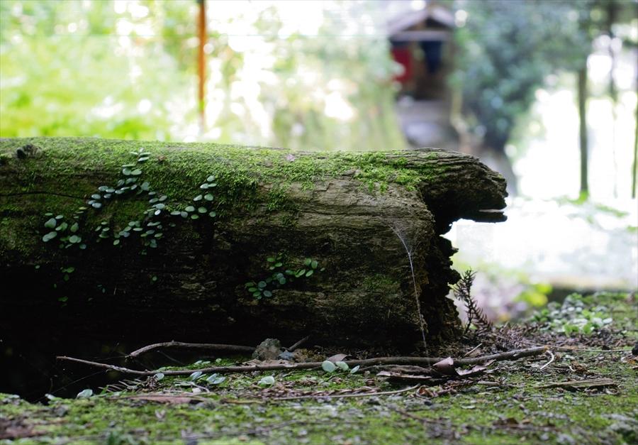 正五位「氣都倭既の倒木」石川佳介様の写真