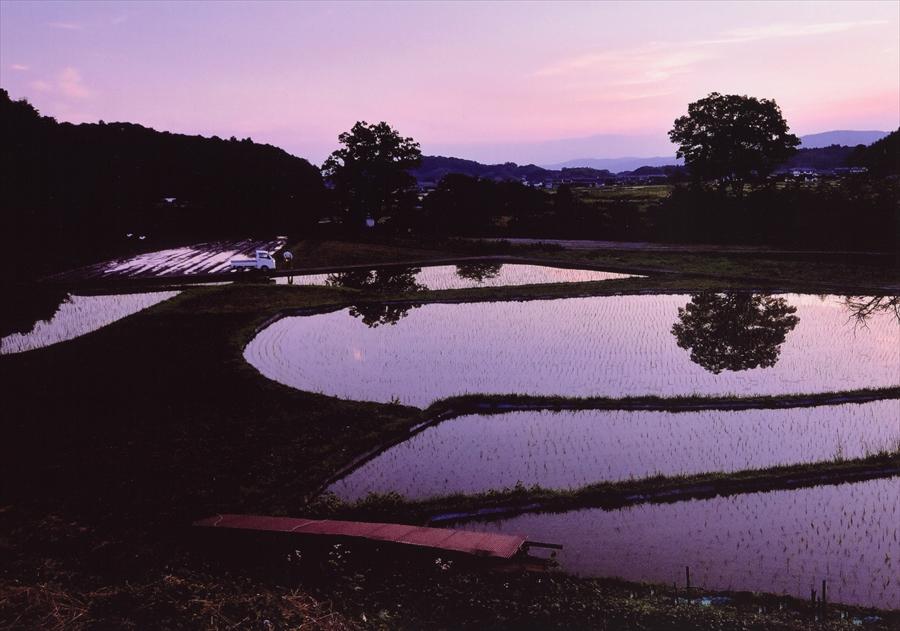 正四位「水田の見回り」大野博由様の写真