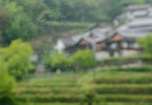 正四位登り山優樹様「雨もよう」の写真