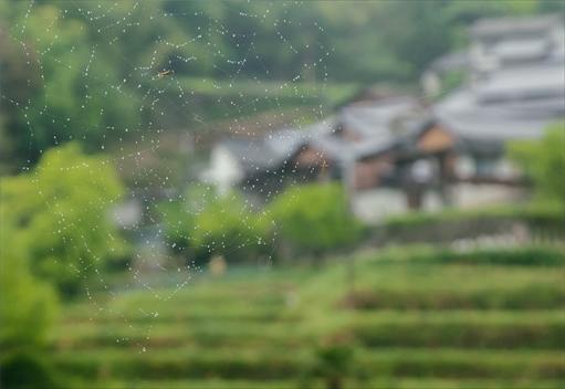 正四位登り山優樹様「雨もよう」の写真