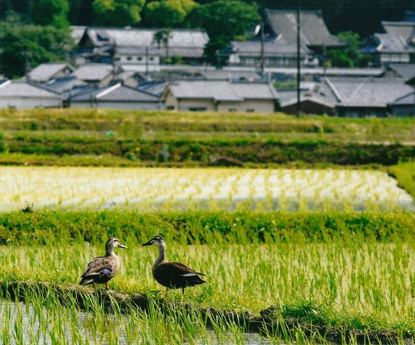 正三位土生修二様「見つめ合い」の写真