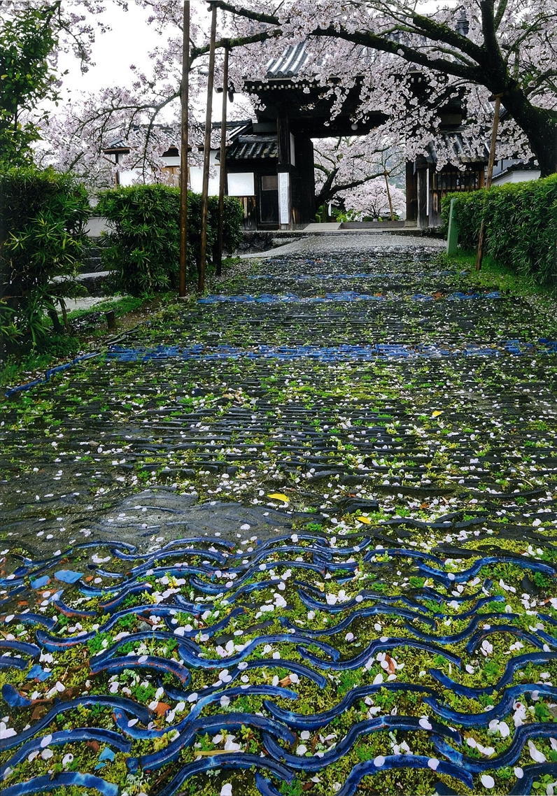 正一位「桜花の路」山口龍夫様の写真