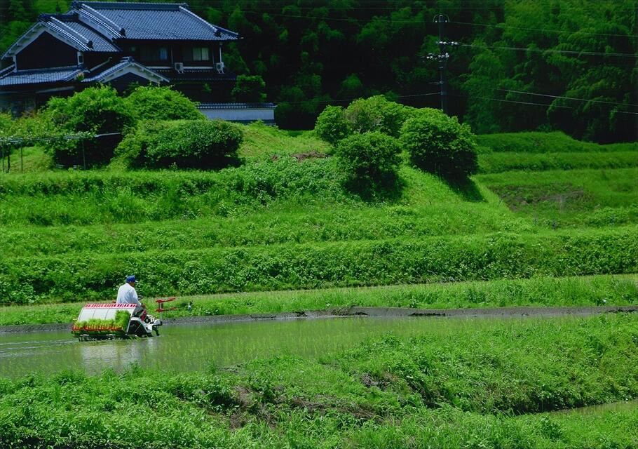 正四位「田植時」宮田昌子様の写真