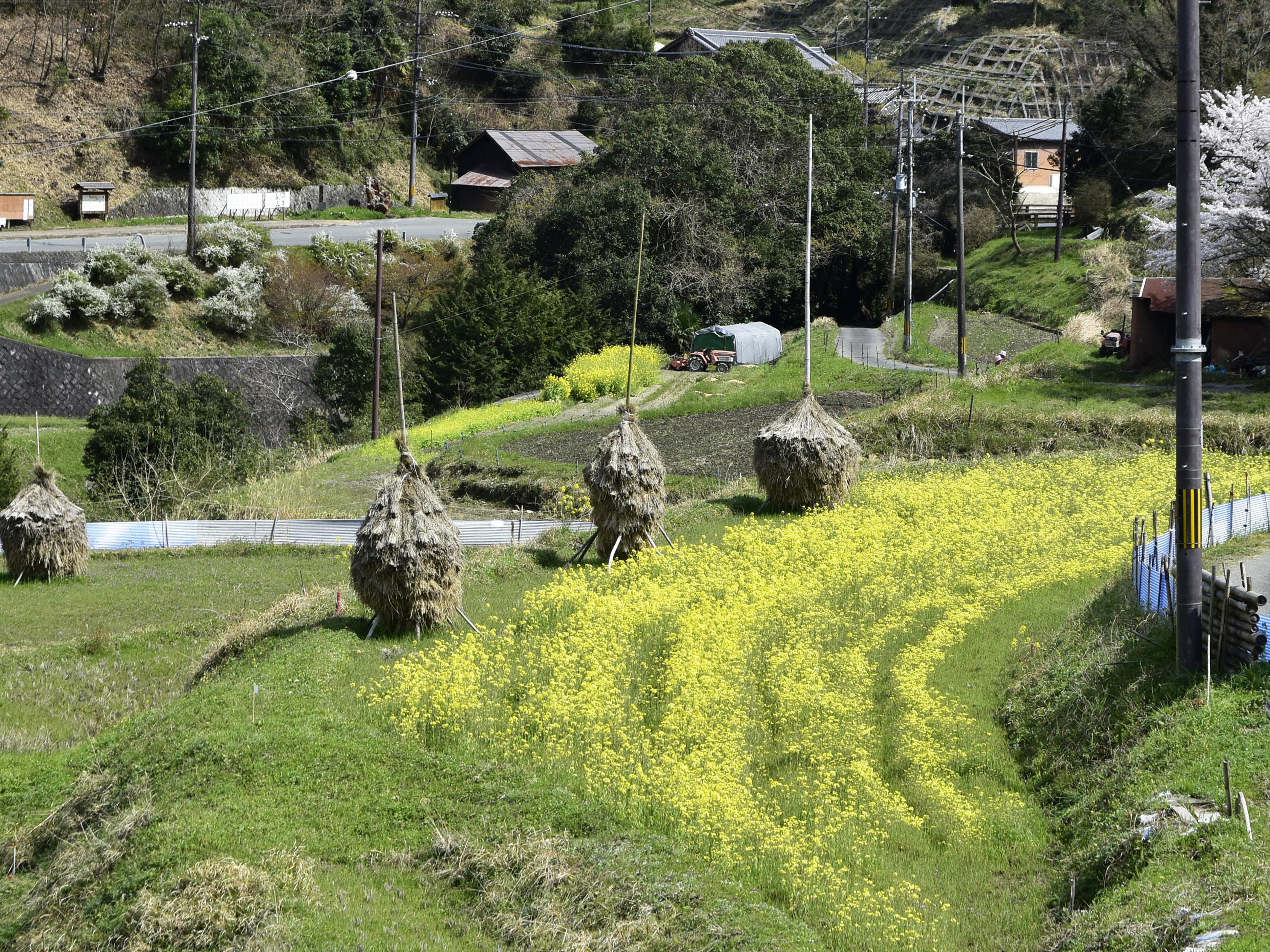 大きな松ぼっくりのようなかたちの３つのすすきの画像