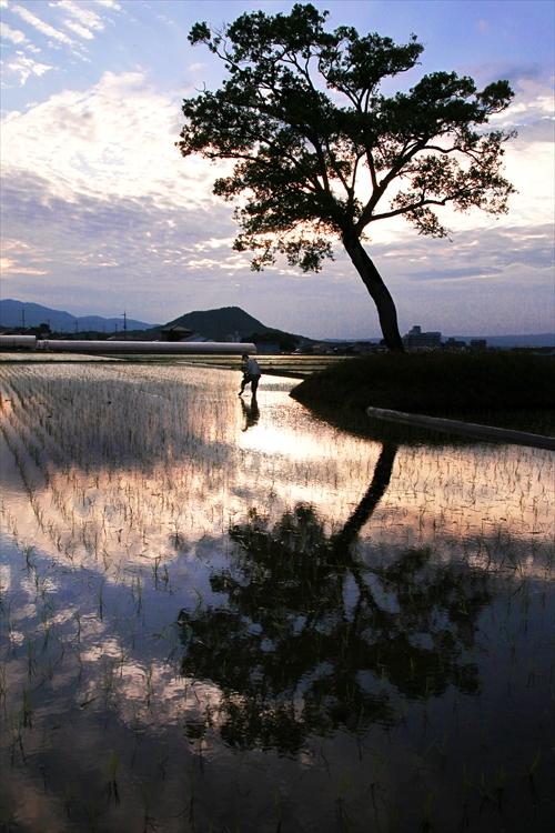 古宮土壇で夕方田植えをしている男性の写真