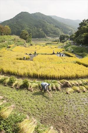 黄金色に実った棚田で稲刈りをしている画像