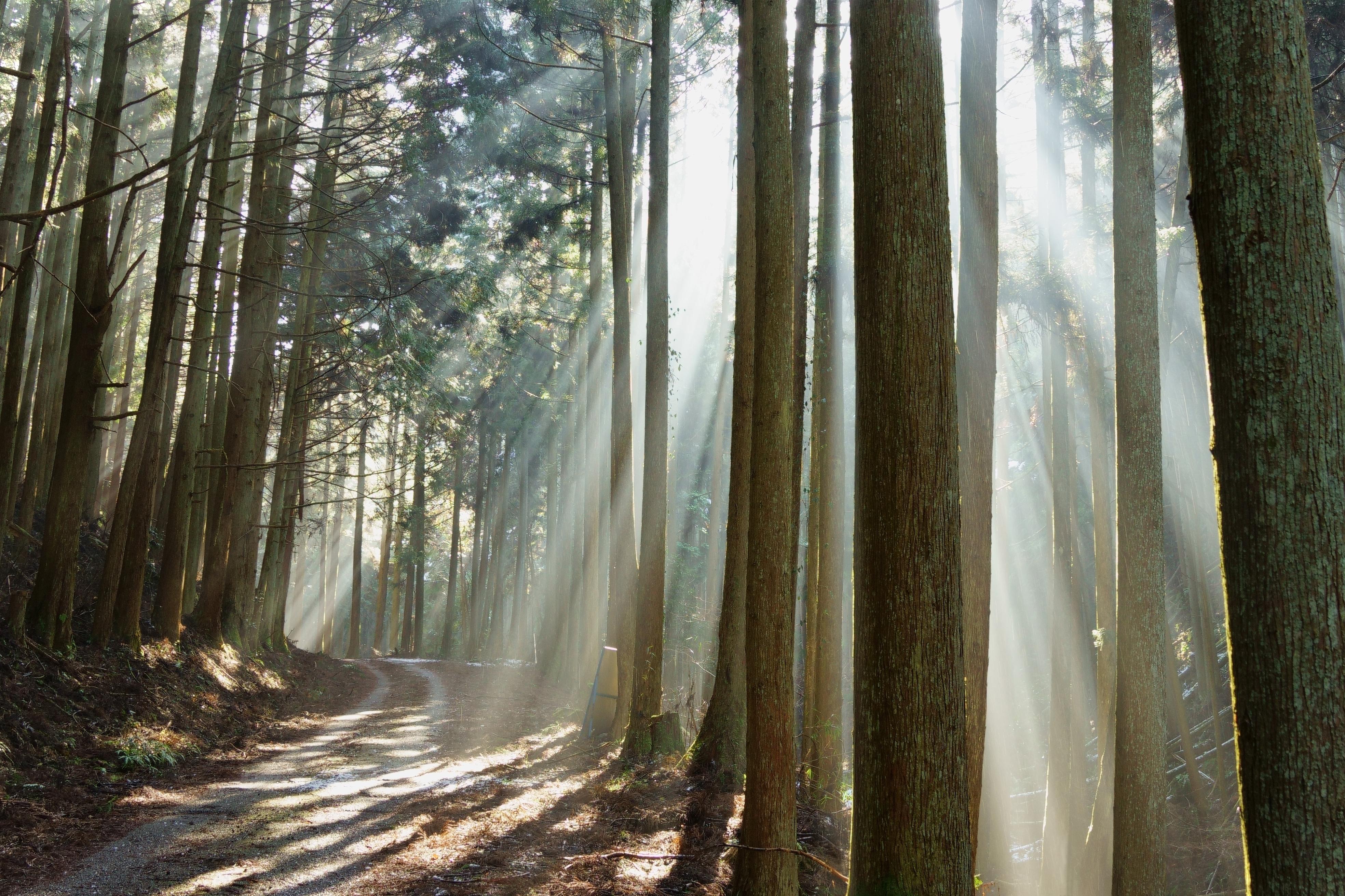 杉林で日射しが放射状に山道を照らしている風景写真