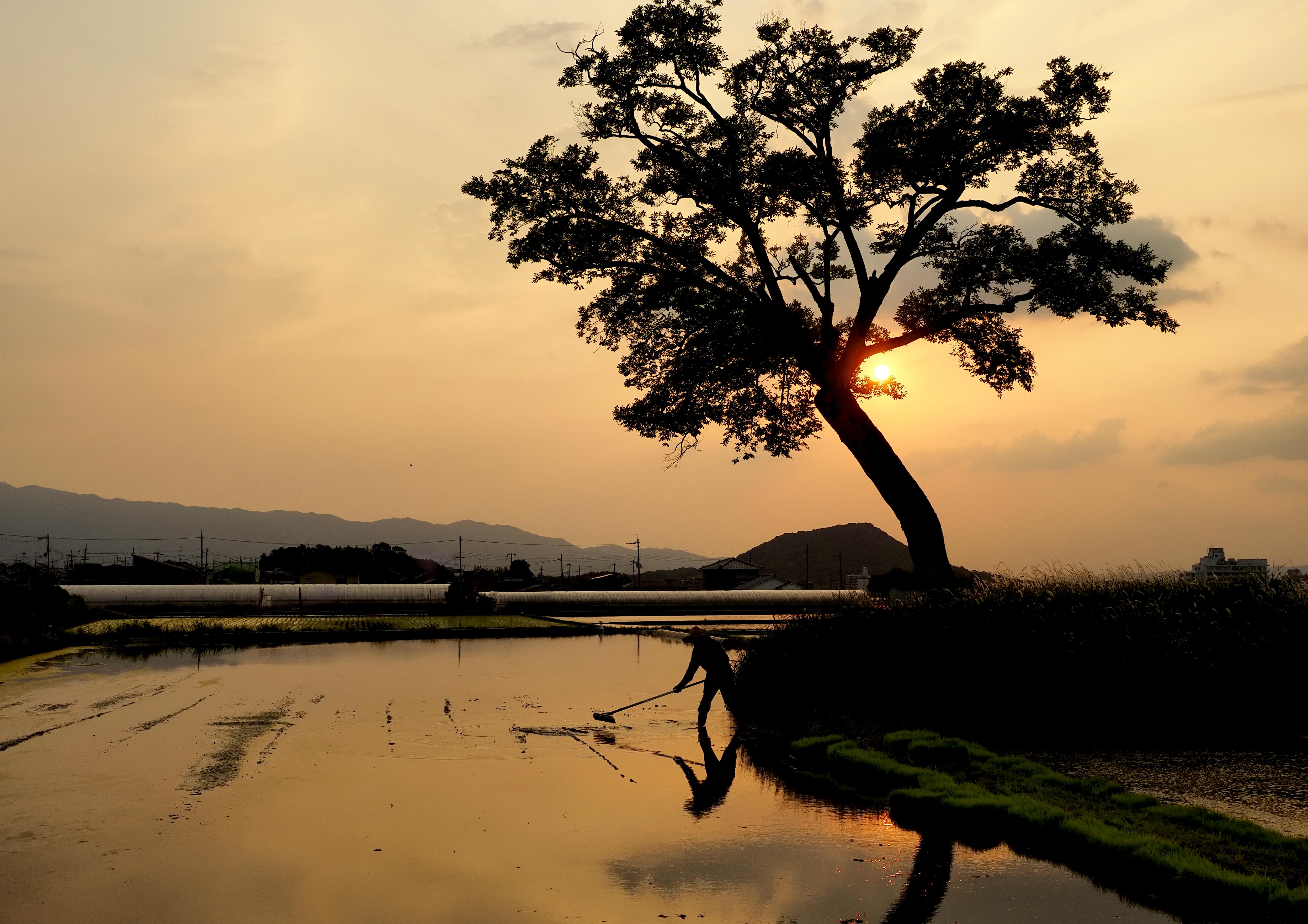 夕焼けのふるみや土壇近くの田植前の水田で作業をしている人がいる写真.jpg