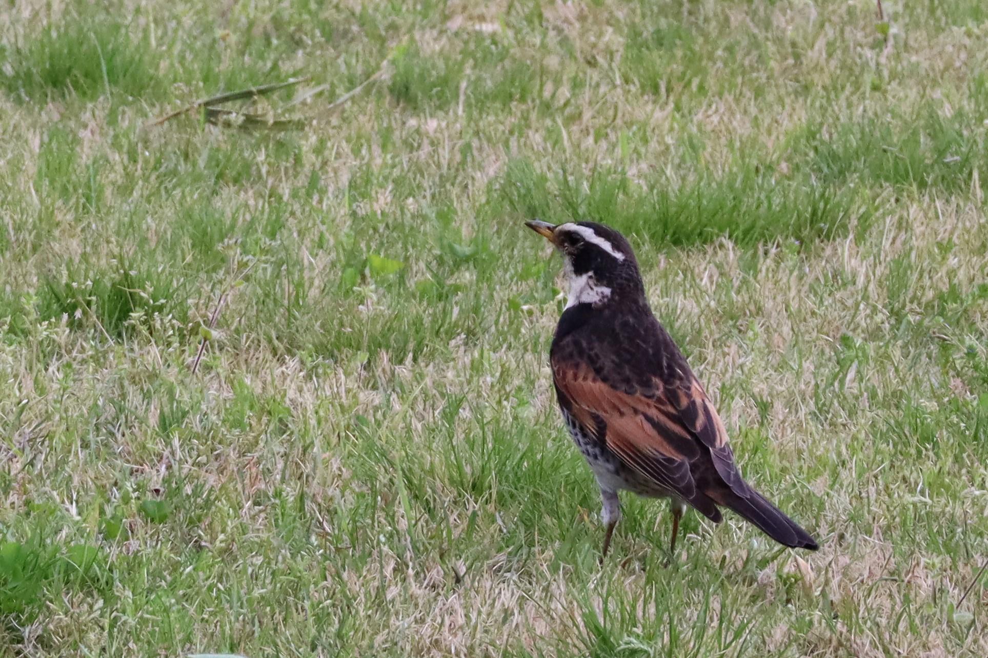 庭園の野鳥の写真