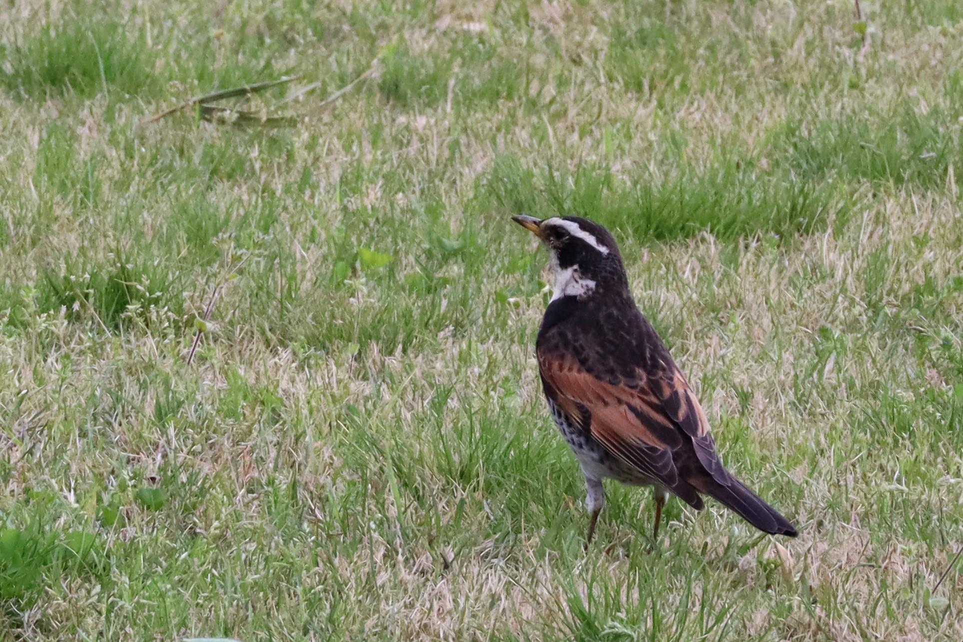 庭園の野鳥の写真