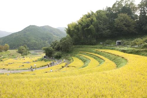 黄色く稲が実った棚田の写真