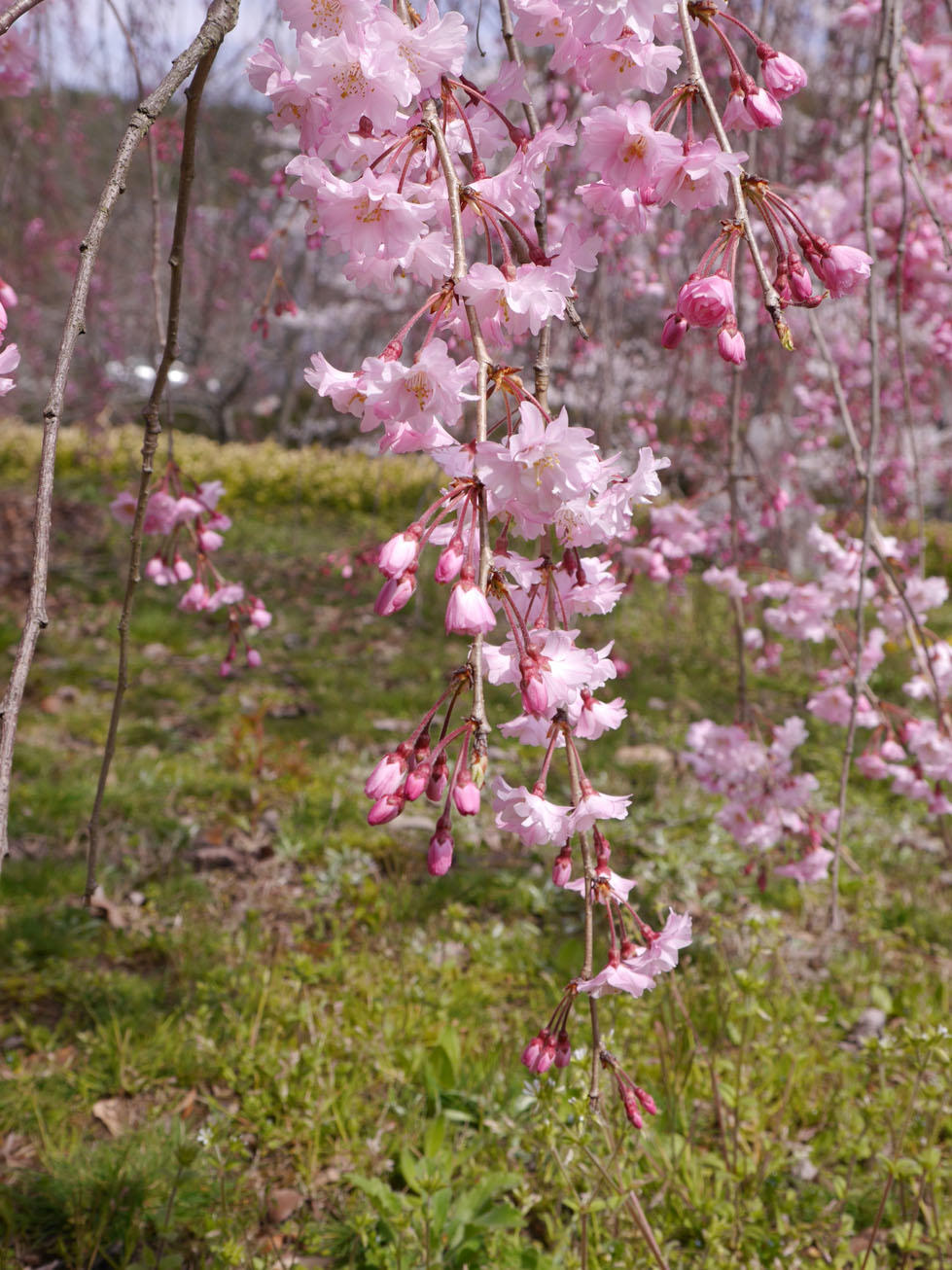 枝垂れ桜の写真