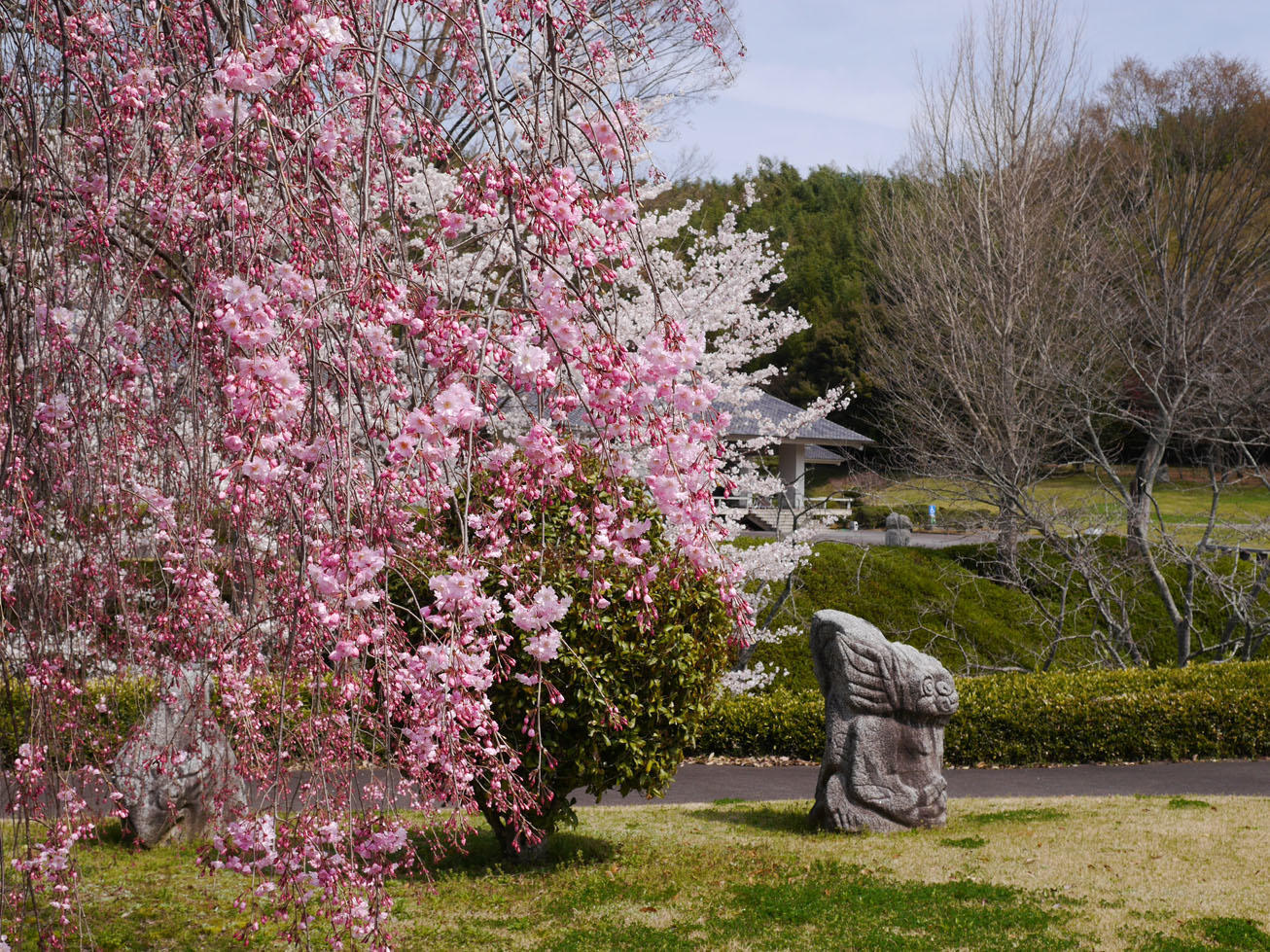 枝垂れ桜と猿石の写真