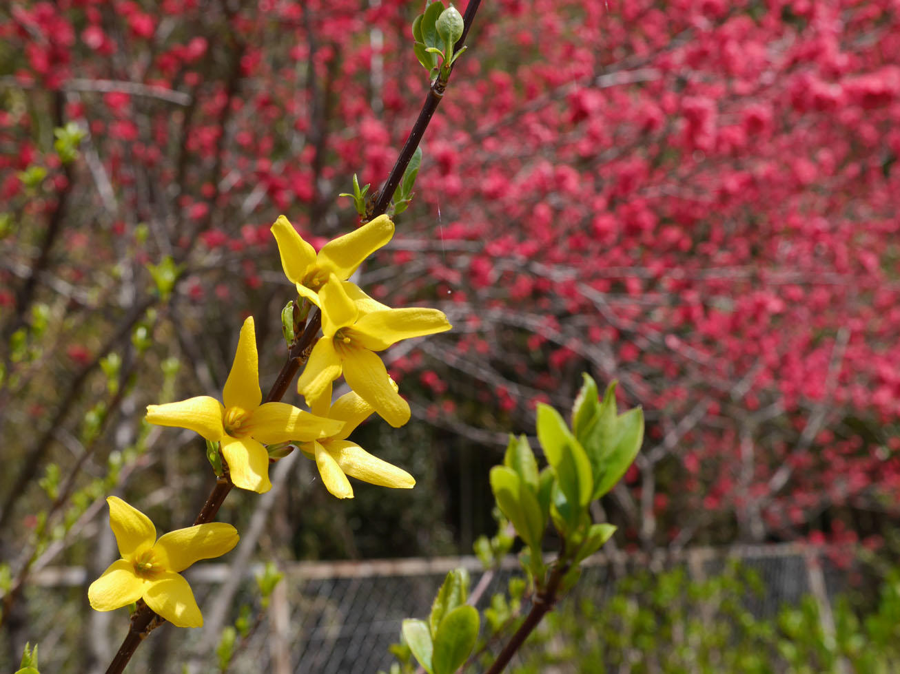 庭園の花の写真