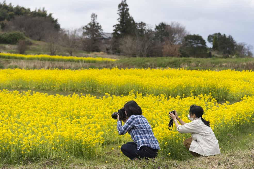 菜の花畑の撮影風景の写真