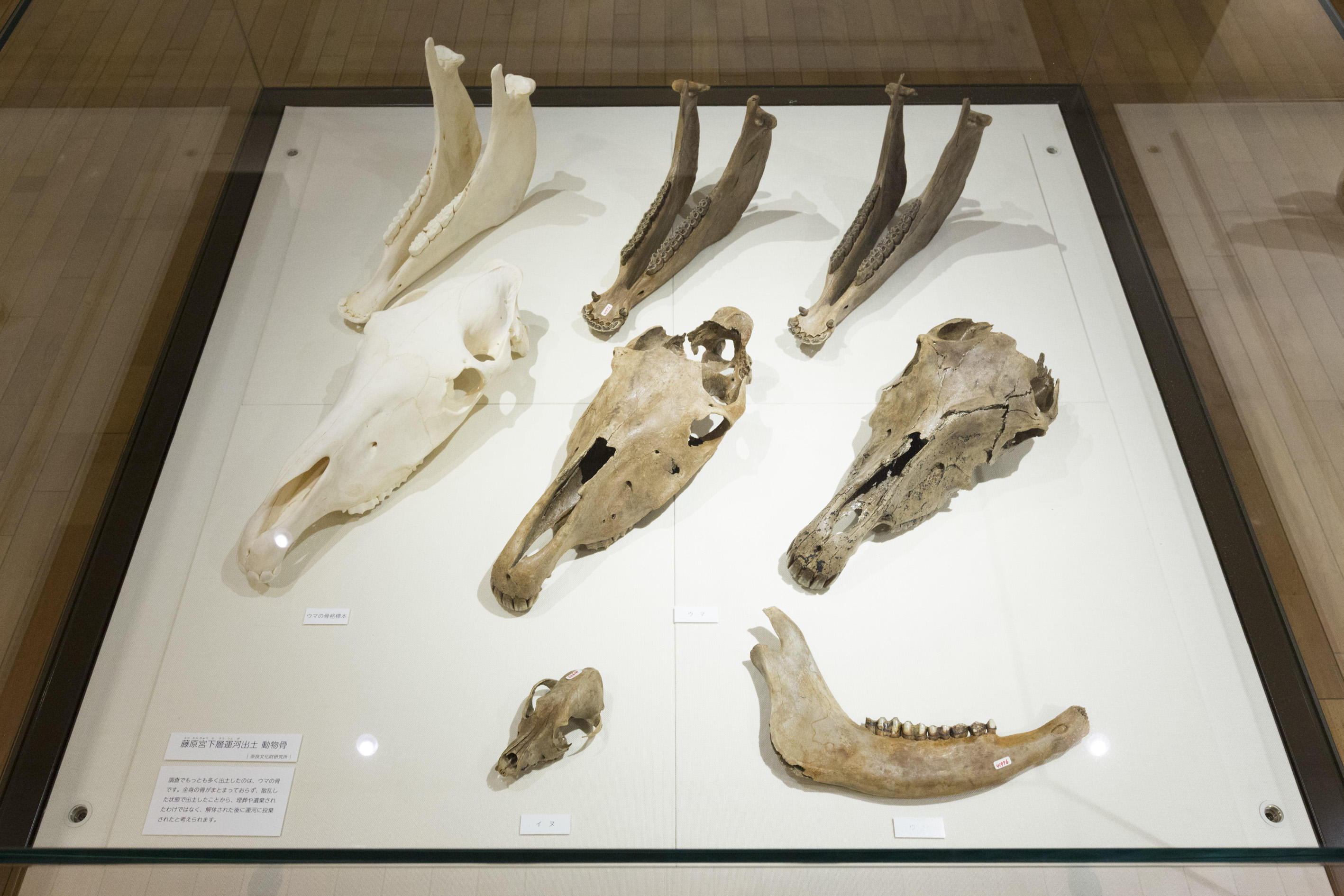 展示ケースに並べられた馬の骨の写真