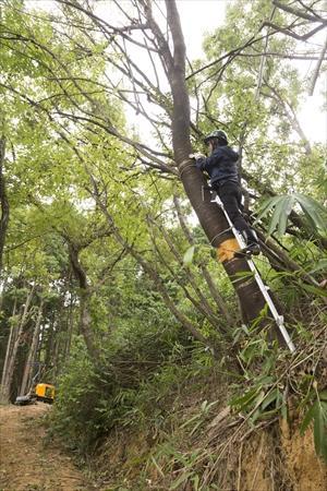 山桜に登る研究員の写真