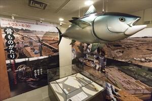 特別展入口に展示されているマグロの模型の写真