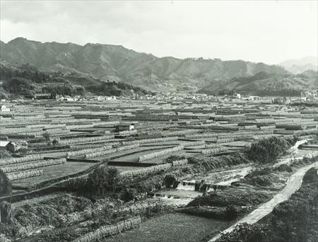 飛鳥川の奥に刈り取った稲を干している田んぼが広がっている1970年撮影のモノクロ写真