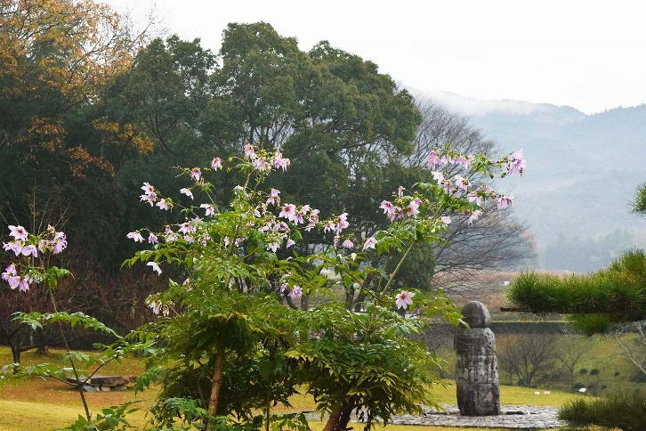 須弥山石をバックに咲く皇帝ダリアの写真