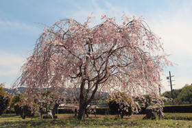 枝垂れ桜の写真