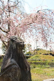 庭園の猿石と枝垂れ桜の写真