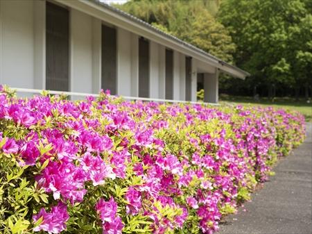 資料館入り口横の赤ピンクの花をつけるツツジの写真