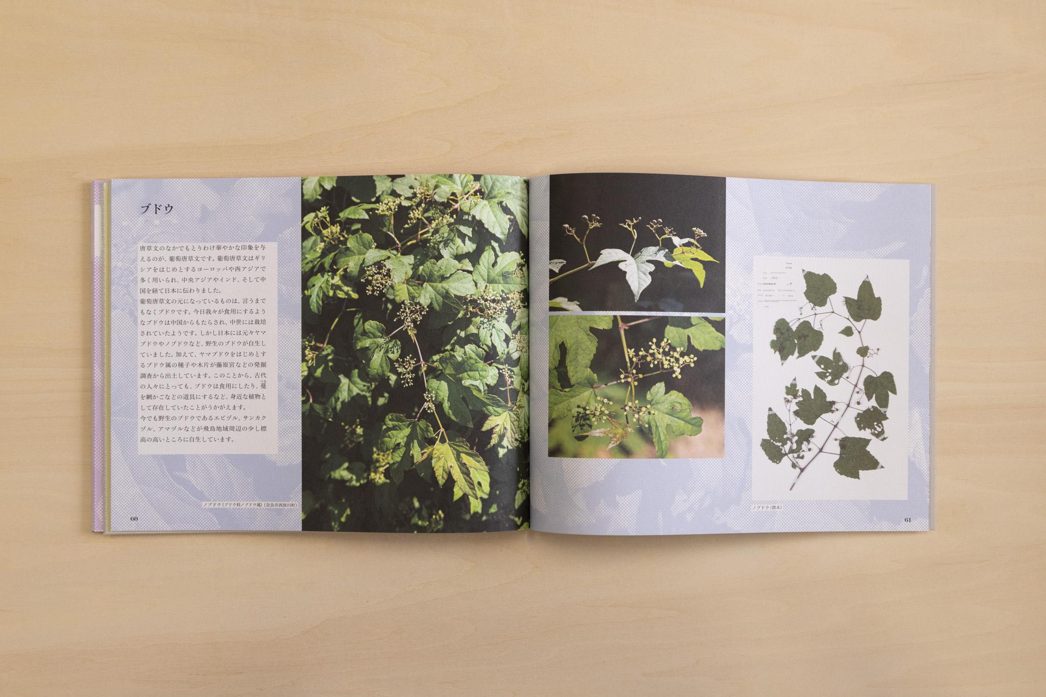 瓦の文様と関係のある植物を紹介しているページの画像