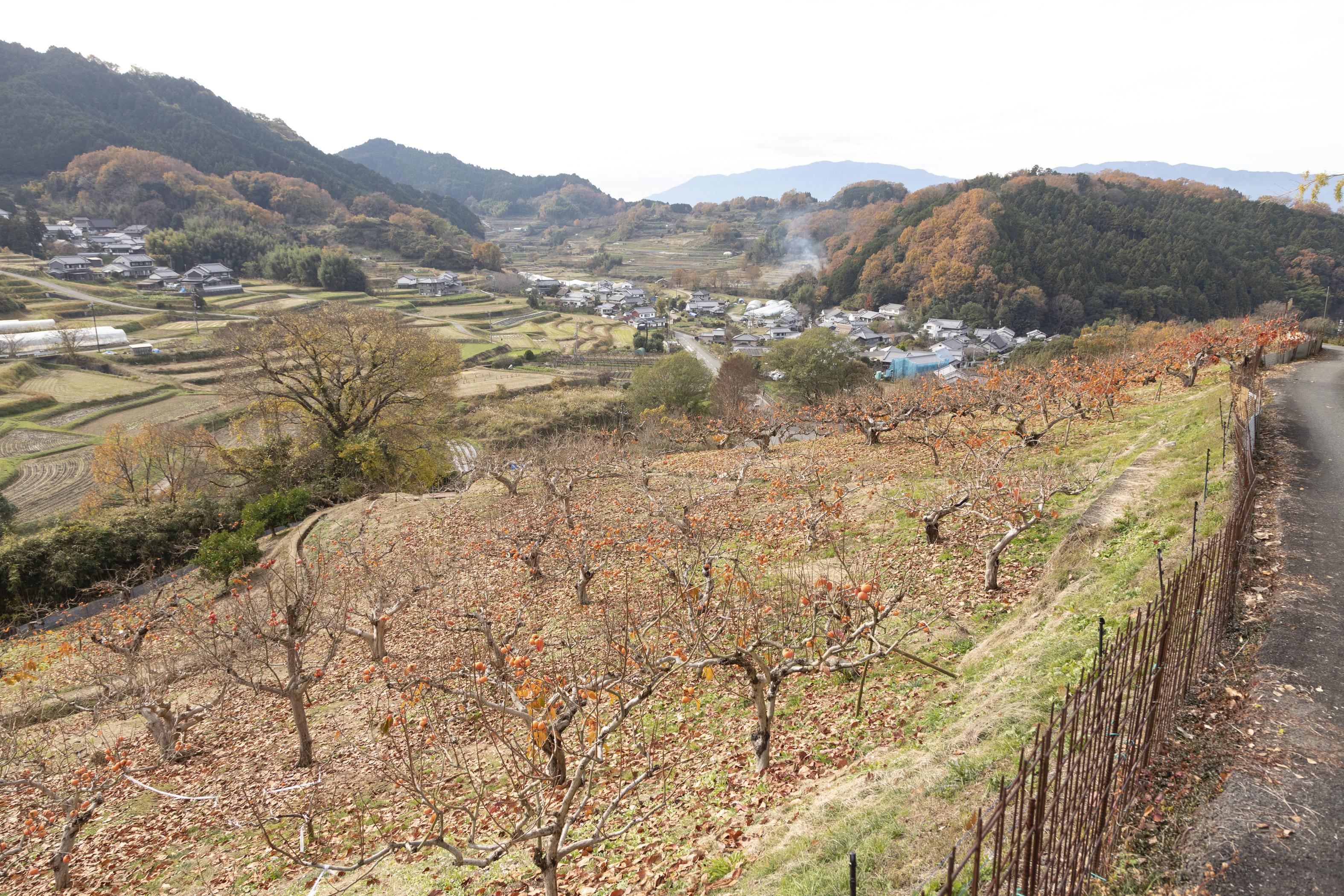 なだらかな斜面に植えられている柿畑の画像