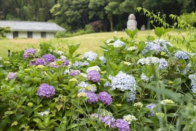 アジサイの後ろにうつる須弥山石の画像