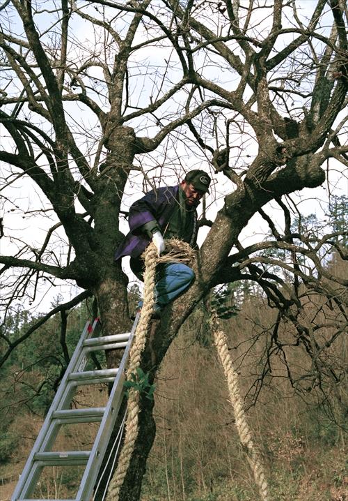 梯子を使って川岸の木に登りおづなをかけている男性の写真