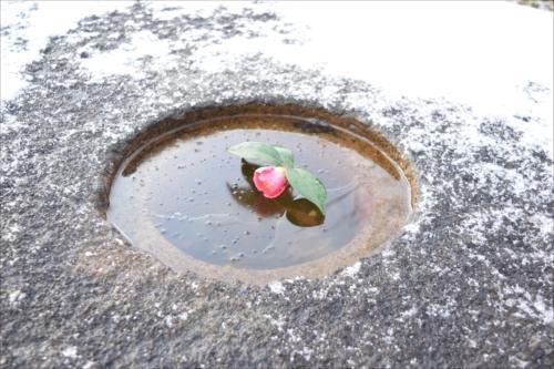 塔心礎に浮かぶ椿の花の写真