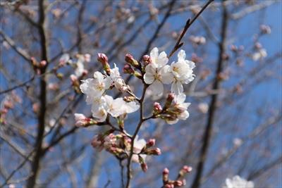 五部ざきの染井吉野の花の画像