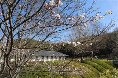 パラパラと咲いている桜の木の画像