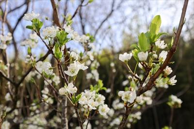 八分ざきのすももの花の画像