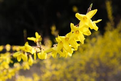 黄色いれんぎょうの花の画像