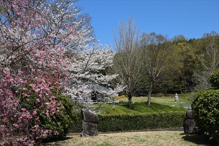 枝垂桜とさるいしの画像