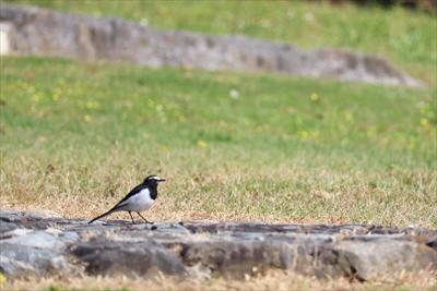 庭園の野鳥の写真