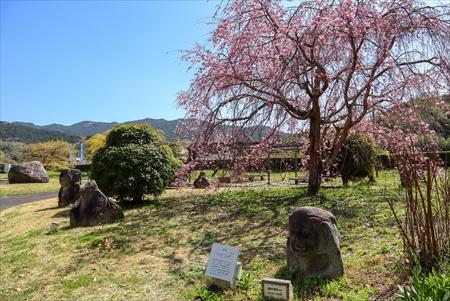 さるいしに囲まれた枝垂桜の画像